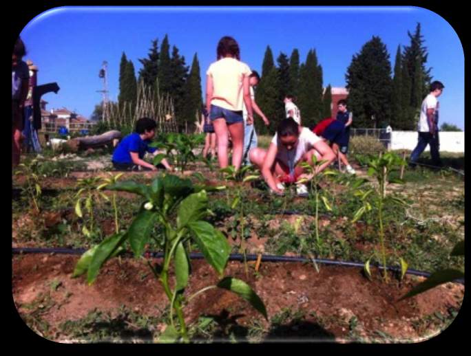 Colegio Huerta Santa Ana. Ecohuerto de la secundaria